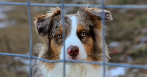 The Caged Truth About Shelter Veterinary Medicine